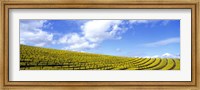 Mustard Fields, Napa Valley, California, USA Fine Art Print