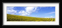 Mustard Fields, Napa Valley, California, USA Fine Art Print