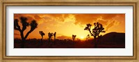 Sunset, Joshua Tree Park, California Fine Art Print