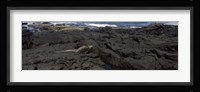 Marine iguana (Amblyrhynchus cristatus) on volcanic rock, Isabela Island, Galapagos Islands, Ecuador Fine Art Print