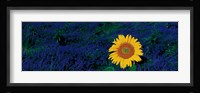 France, Provence, Suze-La-Rouse, sunflower in lavender field Fine Art Print