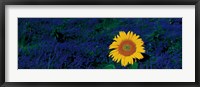France, Provence, Suze-La-Rouse, sunflower in lavender field Fine Art Print