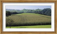 Switzerland, Canton Zug, Panoramic view of Cornfields Fine Art Print