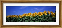 Field Of Sunflowers, Bogue, Kansas, USA Fine Art Print