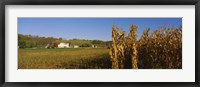 Corn in a field after harvest, along SR19, Ohio, USA Fine Art Print