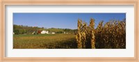 Corn in a field after harvest, along SR19, Ohio, USA Fine Art Print