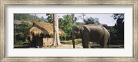 Elephant standing outside a hut in a village, Chiang Mai, Thailand Fine Art Print