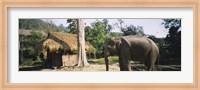 Elephant standing outside a hut in a village, Chiang Mai, Thailand Fine Art Print