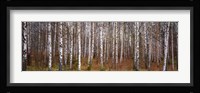 Silver birch trees in a forest, Narke, Sweden Fine Art Print
