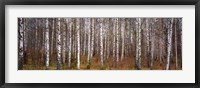 Silver birch trees in a forest, Narke, Sweden Fine Art Print