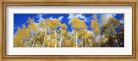 USA, Colorado, Uncompahgre Nationa Forest Fine Art Print
