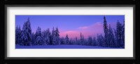 Forest In Winter, Dalarna, Sweden Fine Art Print