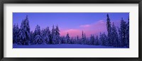 Forest In Winter, Dalarna, Sweden Fine Art Print