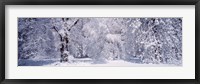 Snow covered trees in a forest, Yosemite National Park, California, USA Fine Art Print