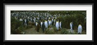 High angle view of a colony of King penguins, Royal Bay, South Georgia Island, Antarctica Fine Art Print