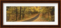 Autumn Road, Emery Park, New York State, USA Fine Art Print