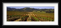 Vineyard, Geyserville, California Fine Art Print