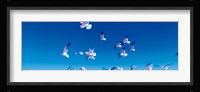 Birds in flight Flagler Beach FL USA Fine Art Print