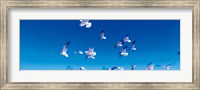 Birds in flight Flagler Beach FL USA Fine Art Print
