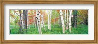 Birch trees in a forest, Acadia National Park, Maine Fine Art Print