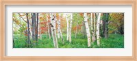 Birch trees in a forest, Acadia National Park, Maine Fine Art Print