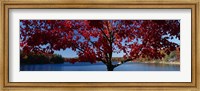 Close-up of a tree, Walden Pond, Concord, Massachusetts, USA Fine Art Print
