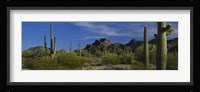 Cactus plant on a landscape, Sonoran Desert, Organ Pipe Cactus National Monument, Arizona, USA Fine Art Print