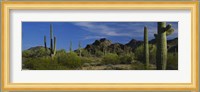 Cactus plant on a landscape, Sonoran Desert, Organ Pipe Cactus National Monument, Arizona, USA Fine Art Print