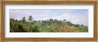 Plant growth in a forest, Manual Antonia National Park, Quepos, Costa Rica Fine Art Print