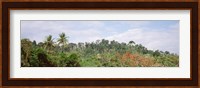 Plant growth in a forest, Manual Antonia National Park, Quepos, Costa Rica Fine Art Print