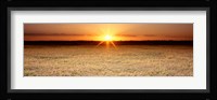 Rice Field, Sacramento Valley, California, USA Fine Art Print