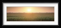 View Of The Corn Field During Sunrise, Sacramento County, California, USA Fine Art Print