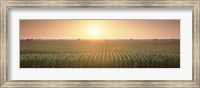 View Of The Corn Field During Sunrise, Sacramento County, California, USA Fine Art Print