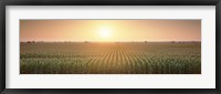 View Of The Corn Field During Sunrise, Sacramento County, California, USA Fine Art Print