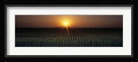 Sunrise, Crops, Farm, Sacramento, California, USA Fine Art Print