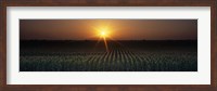 Sunrise, Crops, Farm, Sacramento, California, USA Fine Art Print