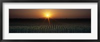 Sunrise, Crops, Farm, Sacramento, California, USA Fine Art Print