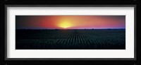 Corn field at sunrise Sacramento Co CA USA Fine Art Print