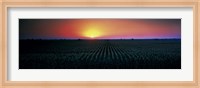 Corn field at sunrise Sacramento Co CA USA Fine Art Print