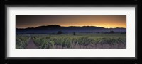 Vineyards on a landscape, Napa Valley, California, USA Fine Art Print