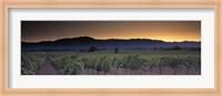 Vineyards on a landscape, Napa Valley, California, USA Fine Art Print