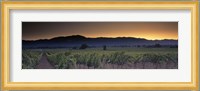 Vineyards on a landscape, Napa Valley, California, USA Fine Art Print