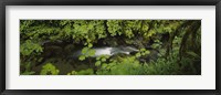 High angle view of a lake in the forest, Willaby Creek, Olympic National Forest, Washington State, USA Fine Art Print