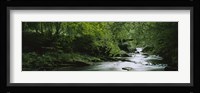 River flowing in the forest, Aberfeldy, Perthshire, Scotland Fine Art Print