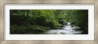 River flowing in the forest, Aberfeldy, Perthshire, Scotland Fine Art Print