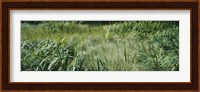 Grass on a marshland, England Fine Art Print