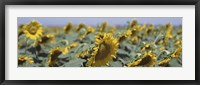 USA, California, Central Valley, Field of sunflowers Fine Art Print