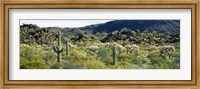 Saguaro cactus (Carnegiea gigantea) in a field, Sonoran Desert, Arizona, USA Fine Art Print