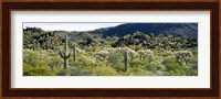 Saguaro cactus (Carnegiea gigantea) in a field, Sonoran Desert, Arizona, USA Fine Art Print