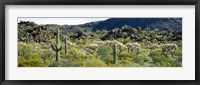 Saguaro cactus (Carnegiea gigantea) in a field, Sonoran Desert, Arizona, USA Fine Art Print